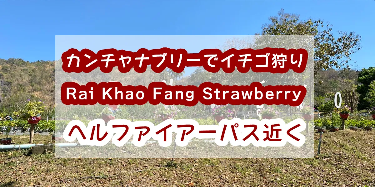 Kanchanaburi strawberry picking-Khao Fang Strawberry