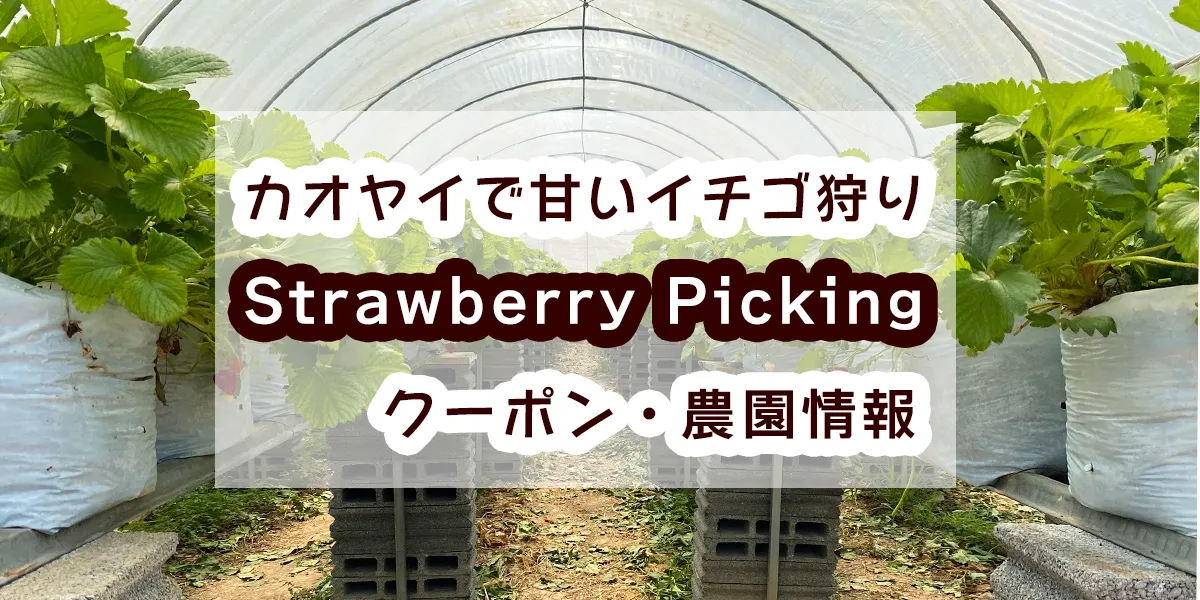 khaoyai-strawberru-picking